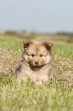CHIEN FINNOIS DE LAPONIE 337